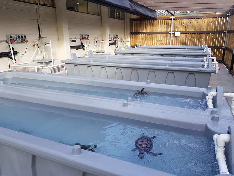 Iplex pipes for James Cook University Caraplace Turtle Research Facility 